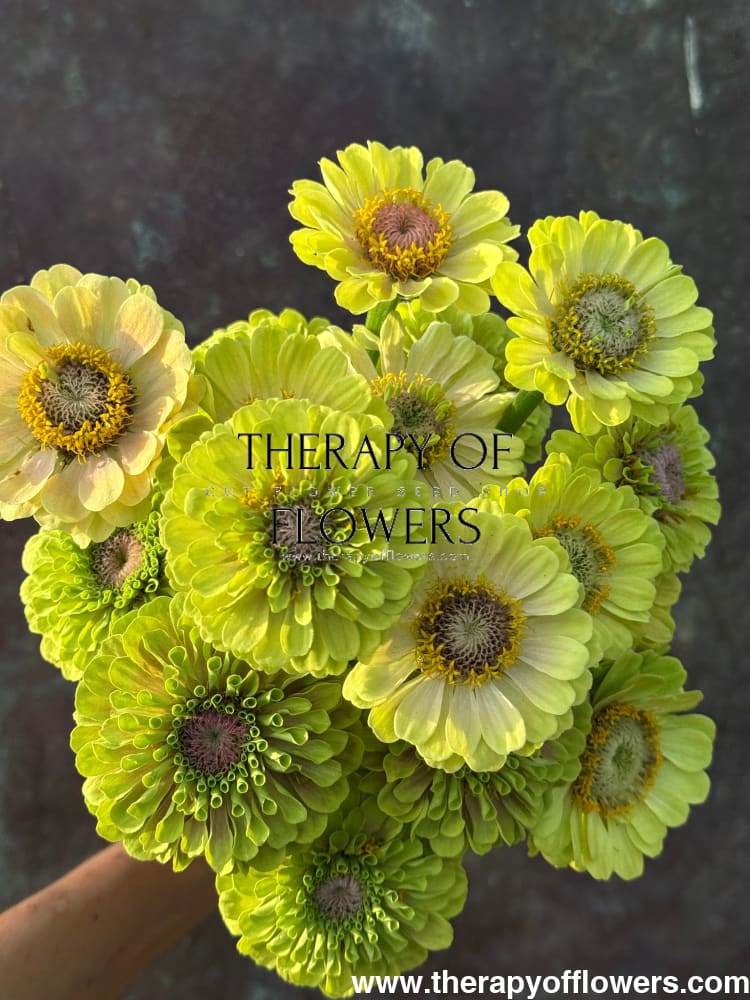 Zinnia elegans Queen Lime with Blotch therapyofflowers.com
