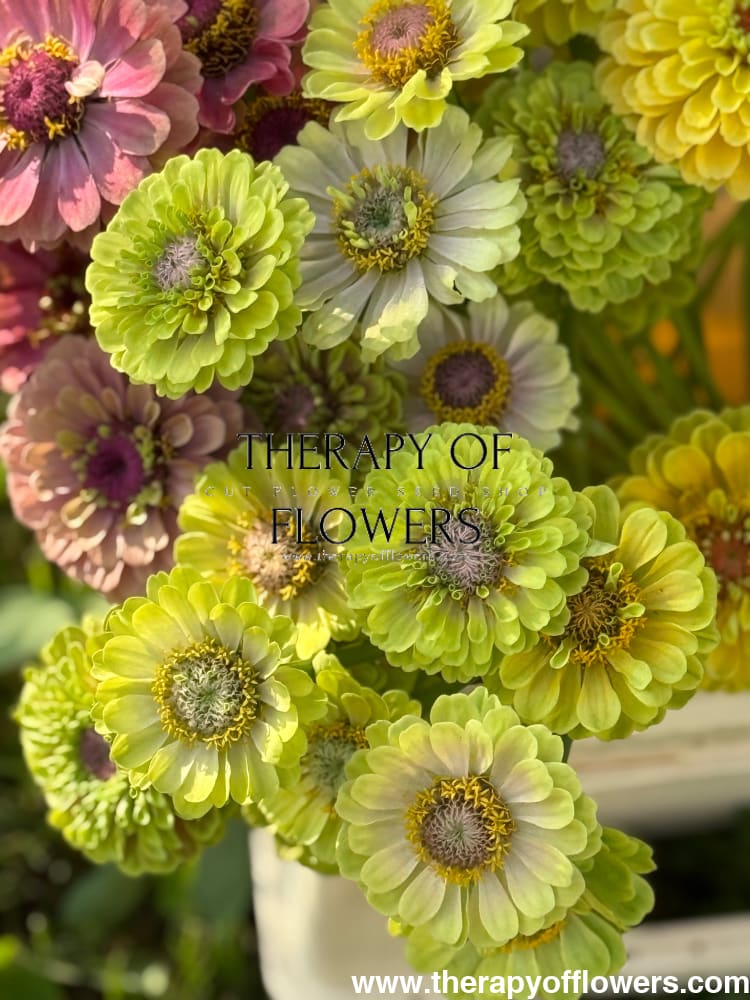 Zinnia elegans Queen Lime with Blotch therapyofflowers.com