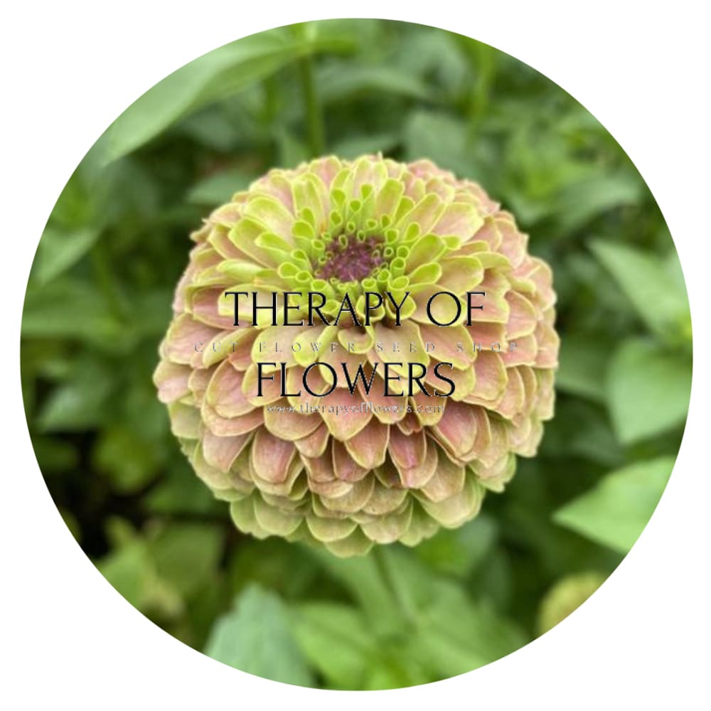 Zinnia elegans Queen Lime with Blotch therapyofflowers.com
