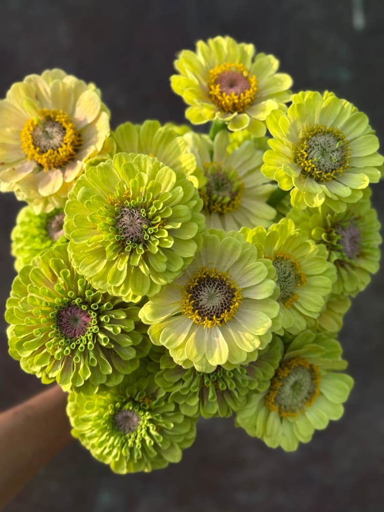 Zinnia elegans Queen Lime with Blotch therapyofflowers.com