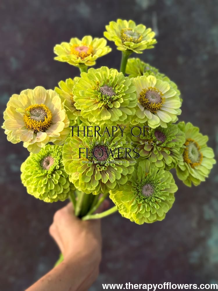 Zinnia elegans Queen Lime with Blotch therapyofflowers.com