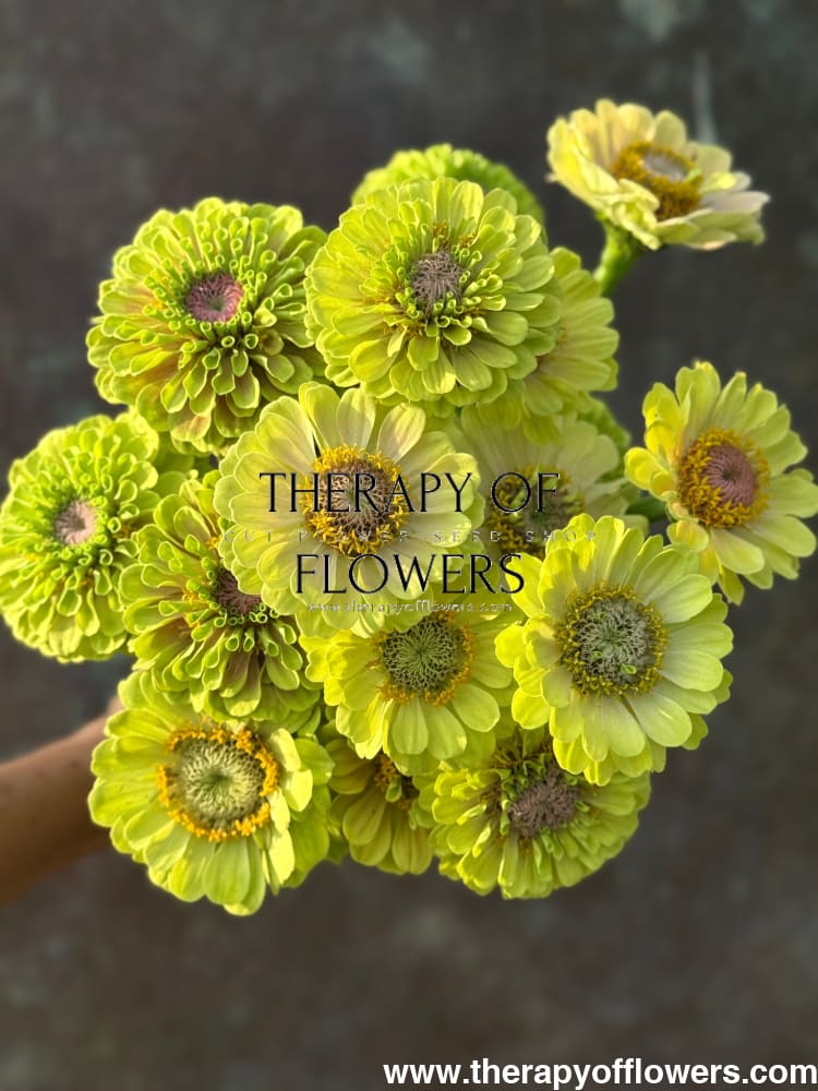 Zinnia elegans Queen Lime with Blotch therapyofflowers.com
