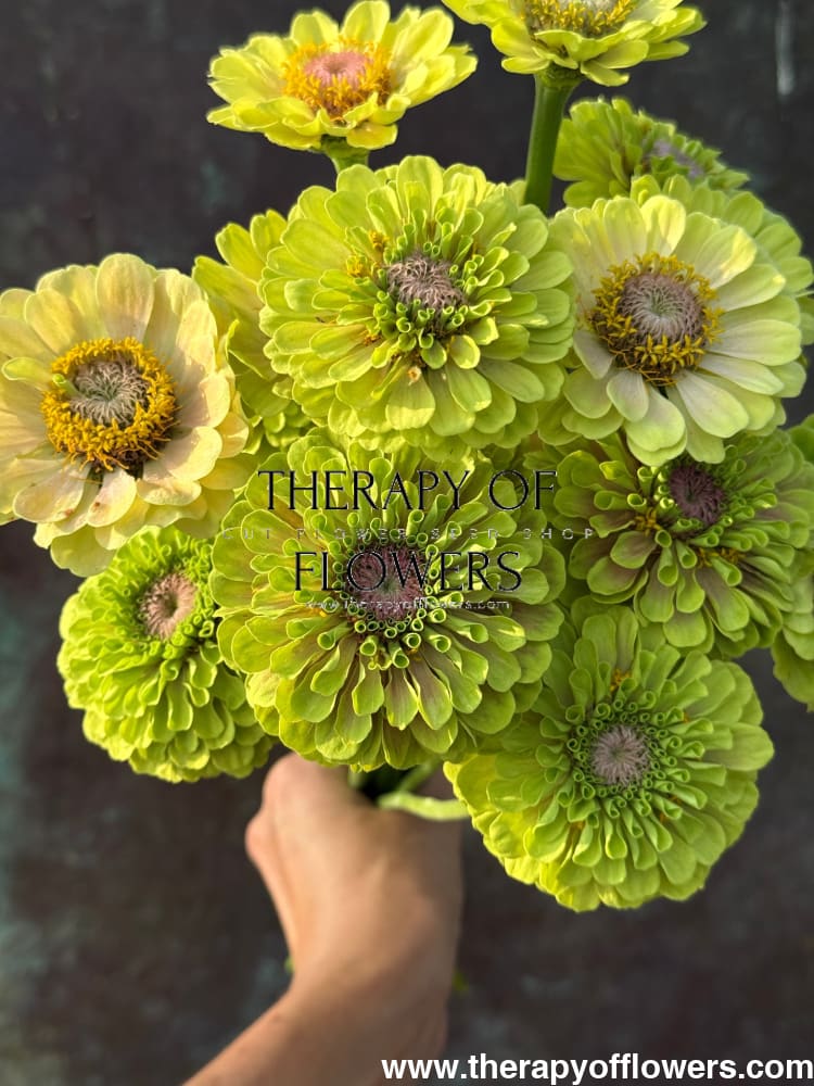 Zinnia elegans Queen Lime with Blotch therapyofflowers.com