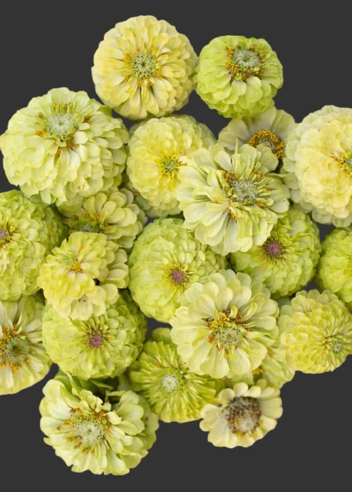 Zinnia elegans Queeny Lime | Dahlia Flowered Zinnia therapyofflowers.com