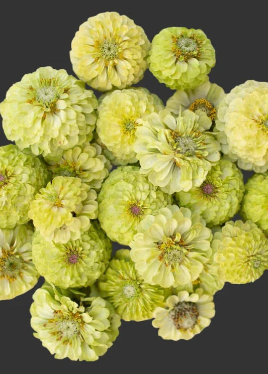 Zinnia elegans Queeny Lime | Dahlia Flowered Zinnia therapyofflowers.com