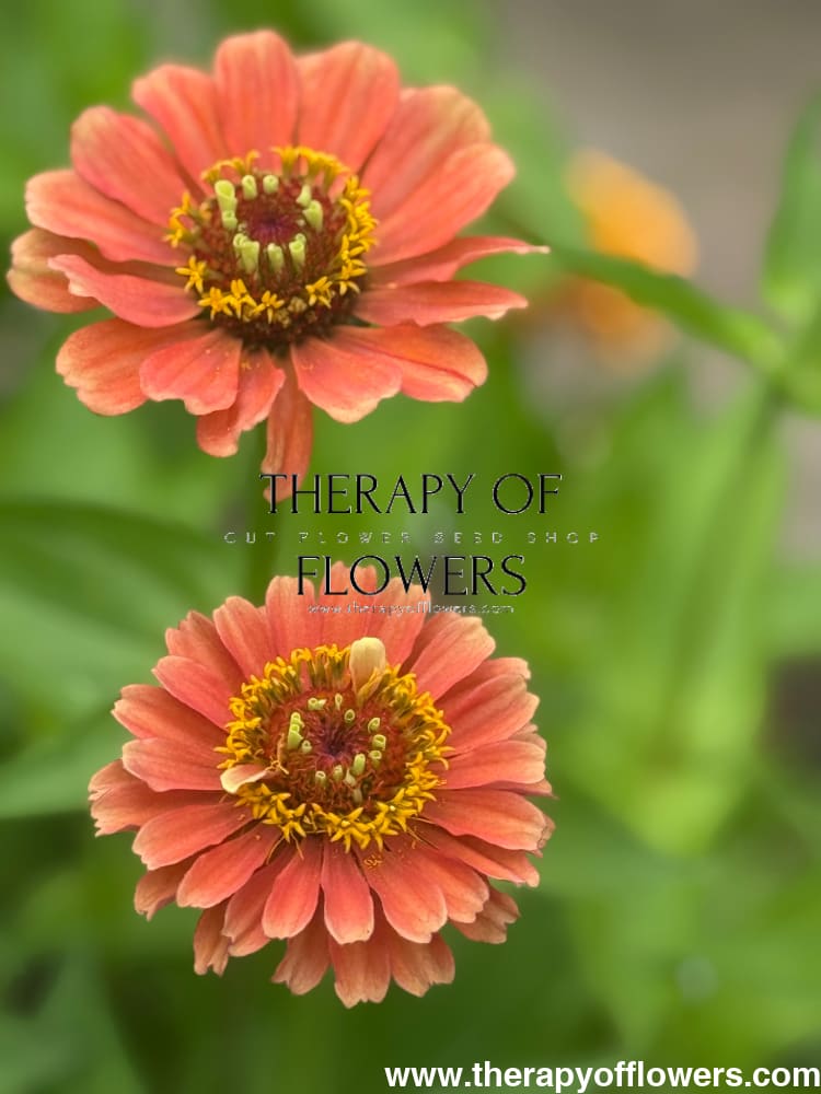 Zinnia elegans Queen Lime Orange therapyofflowers.com