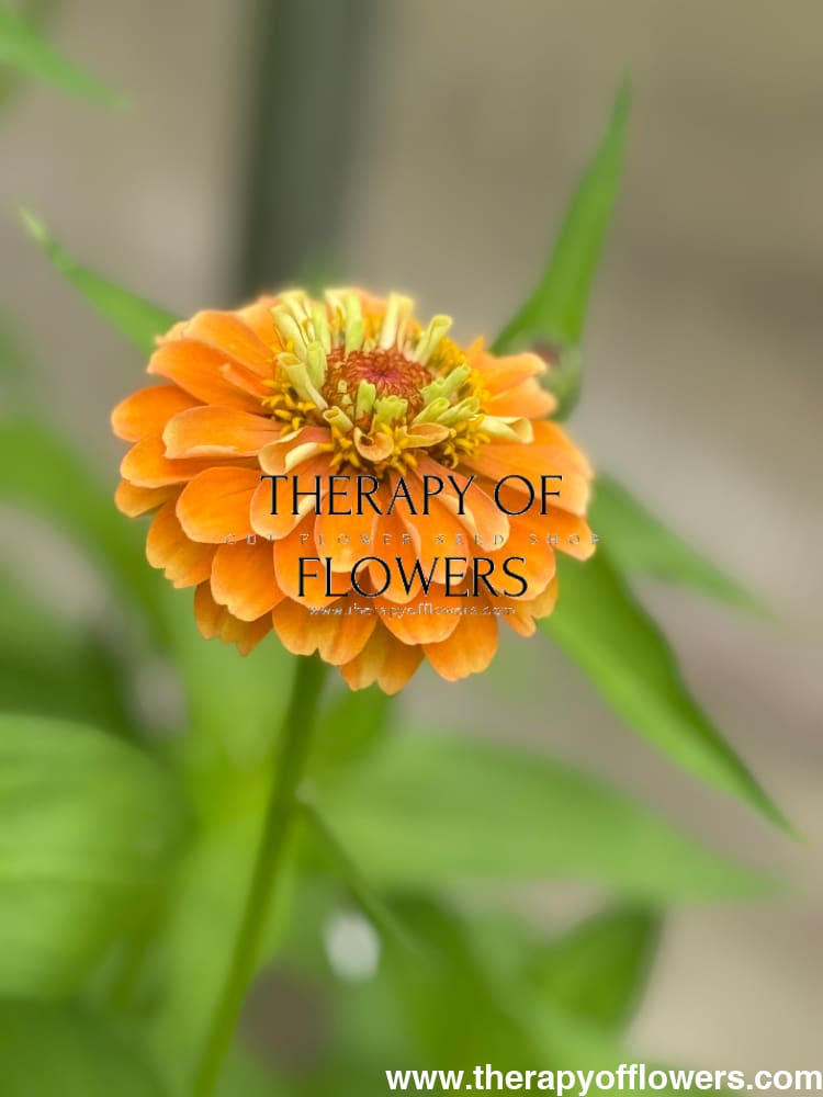 Zinnia elegans Queen Lime Orange therapyofflowers.com