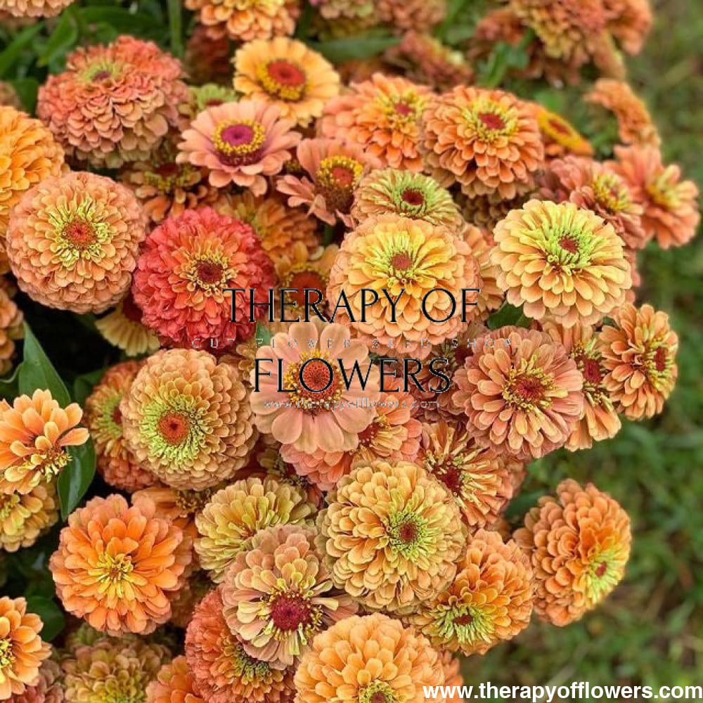 Zinnia elegans Queen Lime Orange therapyofflowers.com