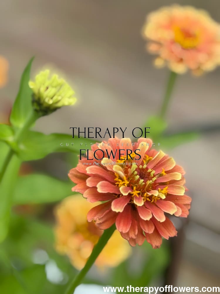 Zinnia elegans Queen Lime Orange therapyofflowers.com