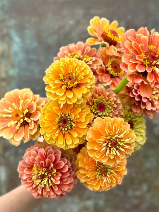 Zinnia elegans Queen Lime Orange 20 seeds / 60-100cm / Orange hues Seeds