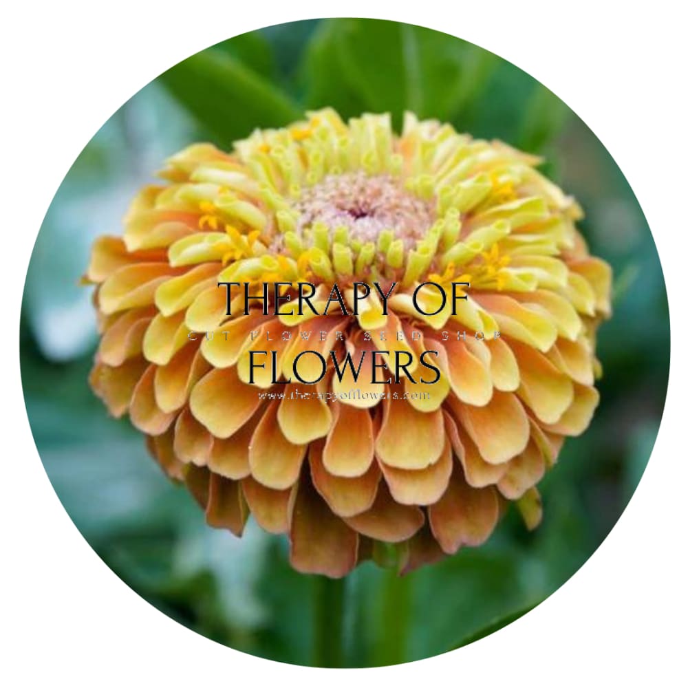 Zinnia elegans Queen Lime Orange therapyofflowers.com