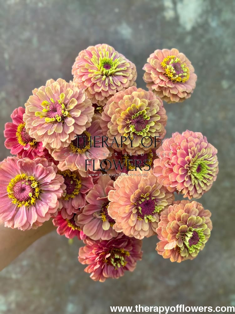 Zinnia elegans Queen Red lime therapyofflowers.com