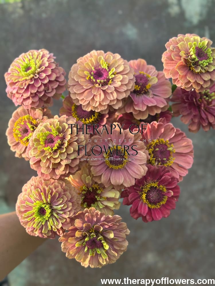 Zinnia elegans Queen Red lime therapyofflowers.com