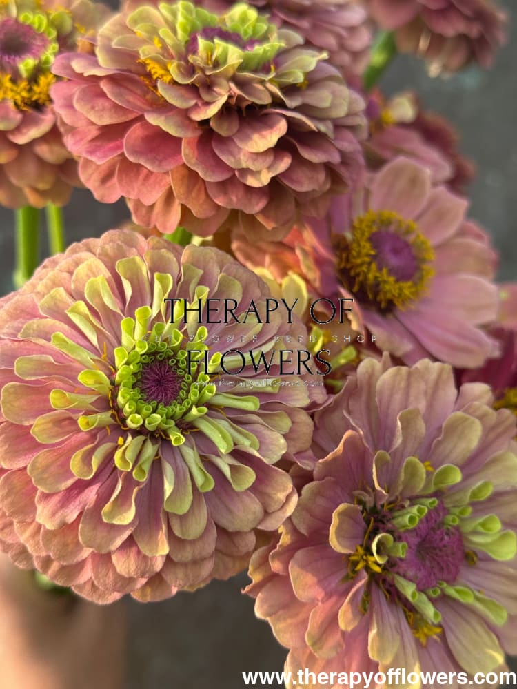 Zinnia elegans Queen Red lime therapyofflowers.com