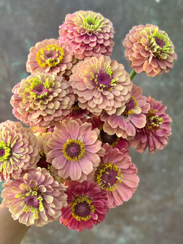 Zinnia elegans Queen Red lime therapyofflowers.com