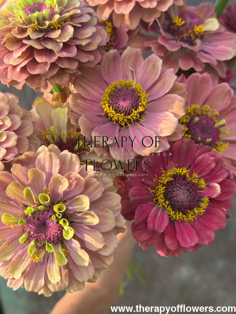 Zinnia elegans Queen Red lime therapyofflowers.com