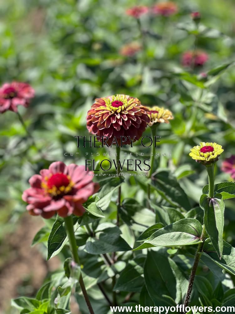 Zinnia elegans Queen Red lime therapyofflowers.com