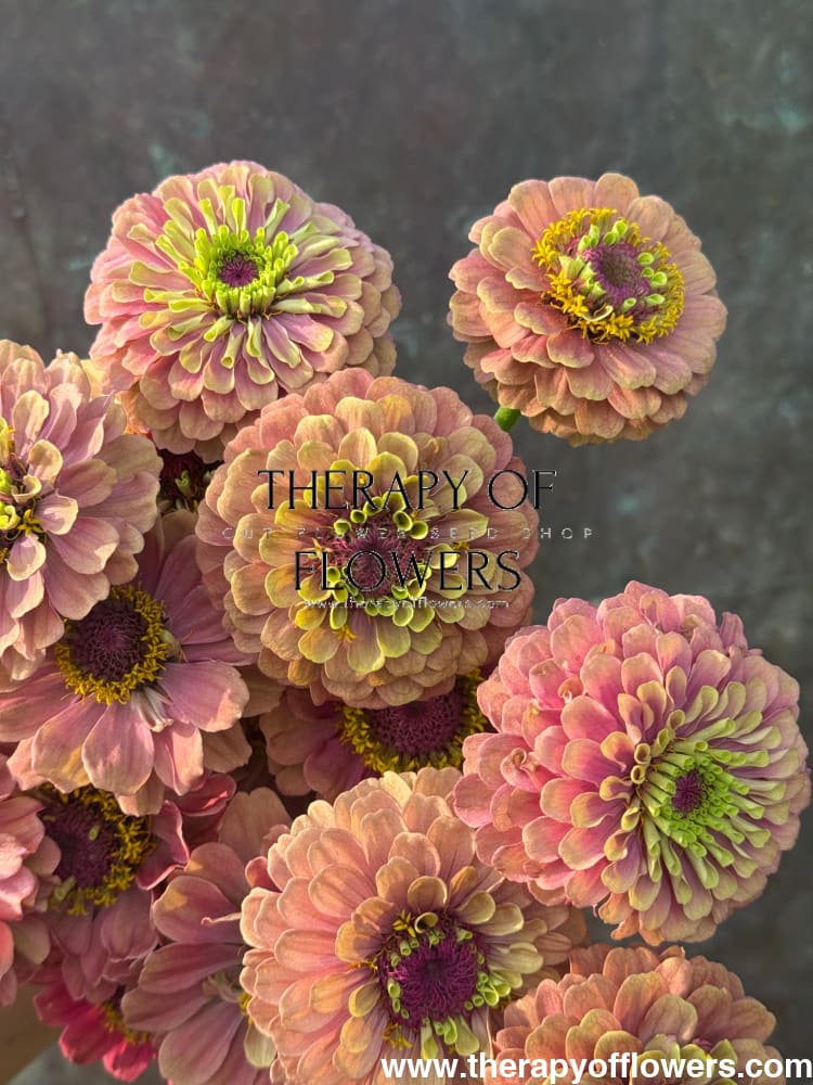 Zinnia elegans Queen Red lime therapyofflowers.com