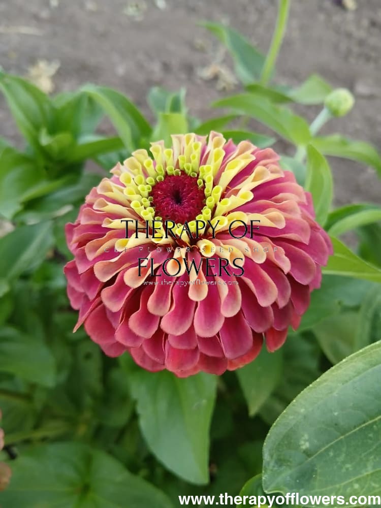 Zinnia elegans Queen Red lime therapyofflowers.com