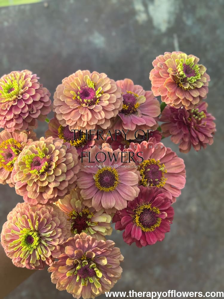 Zinnia elegans Queen Red lime therapyofflowers.com