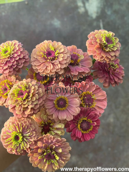 Zinnia elegans Queen Red lime therapyofflowers.com