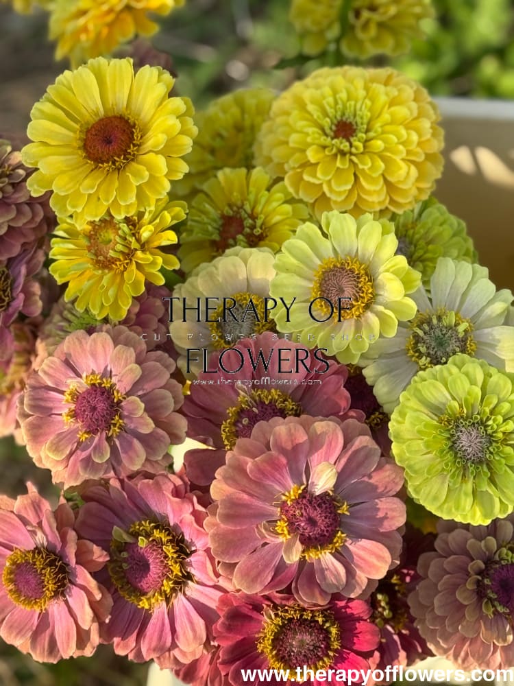 Zinnia elegans Queen Red lime therapyofflowers.com