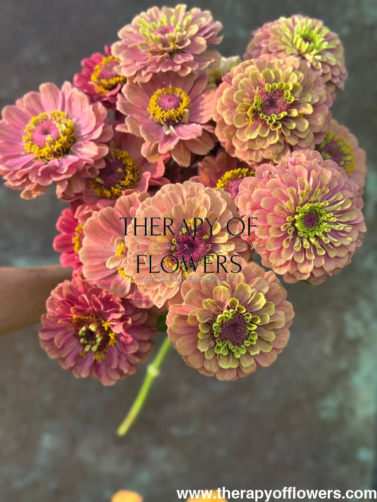 Zinnia elegans Queen Red lime therapyofflowers.com