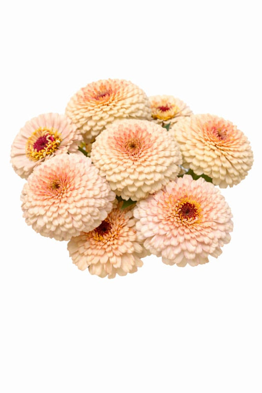 Zinnia elegans Rosetta Lemon to Salmon | Short Excellent for pots - 20 seeds / Lemon to Salmon - Seeds