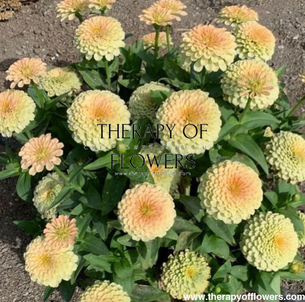 Zinnia elegans Rosetta Lemon to Salmon | Short, Excellent for pots therapyofflowers.com