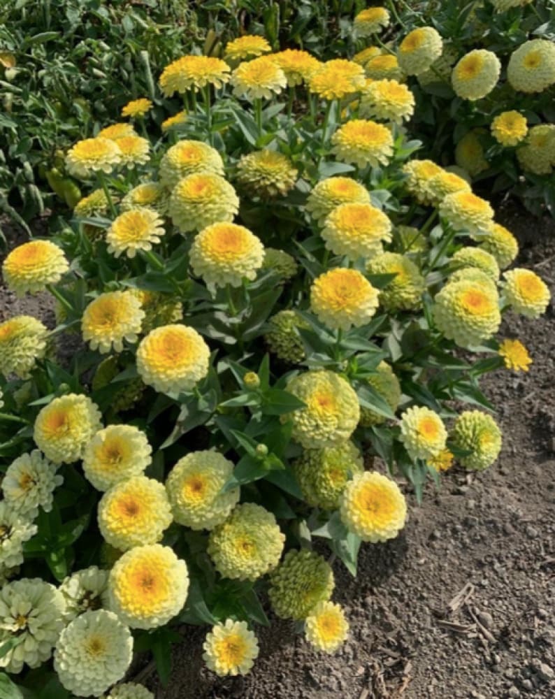 Zinnia elegans Rosetta Lemon to Yellow | Short, Excellent for pots therapyofflowers.com