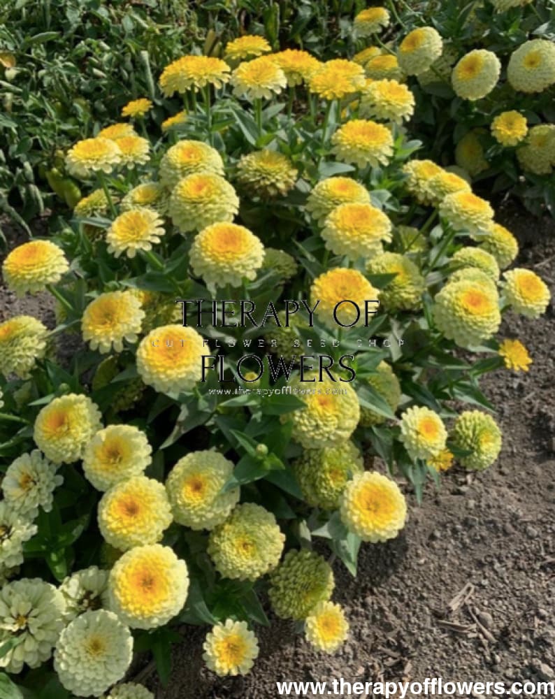 Zinnia elegans Rosetta Lemon to Yellow | Short, Excellent for pots therapyofflowers.com