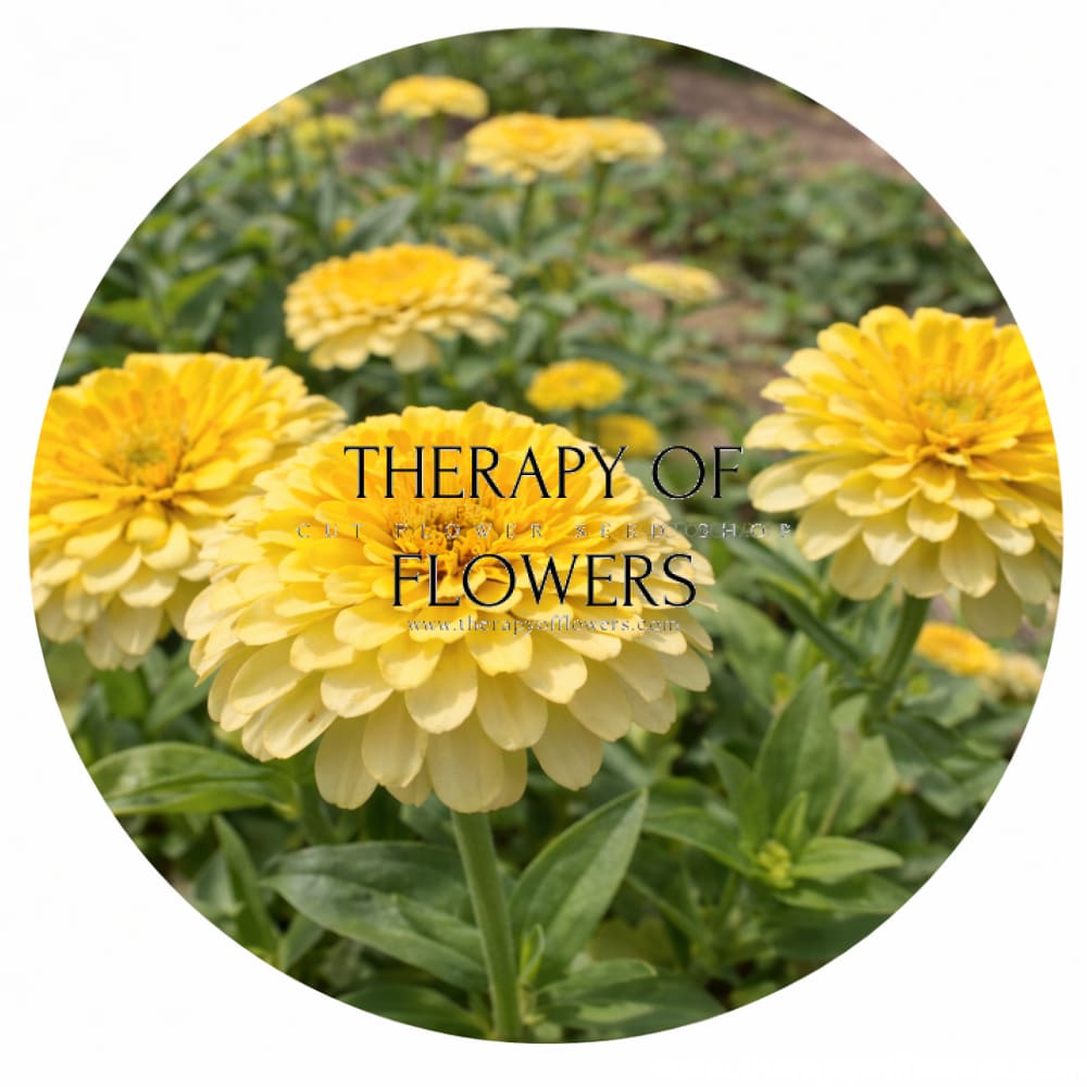 Zinnia elegans Rosetta Lemon to Yellow | Short Excellent for pots - 20 seeds / Lemon to Yellow - Seeds