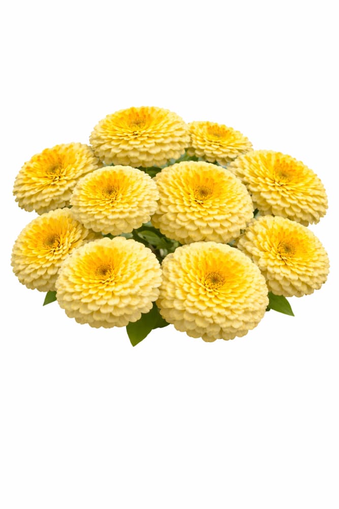 Zinnia elegans Rosetta Lemon to Yellow | Short Excellent for pots - 20 seeds / Lemon to Yellow - Seeds