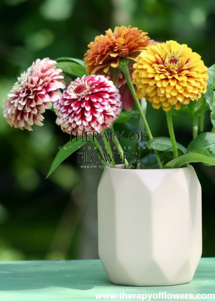 Zinnia elegans Salsiando | Bicolor Zinnia therapyofflowers.com