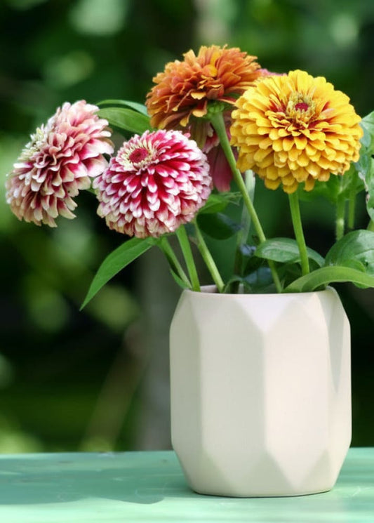 Zinnia elegans Salsiando | Bicolor Zinnia therapyofflowers.com