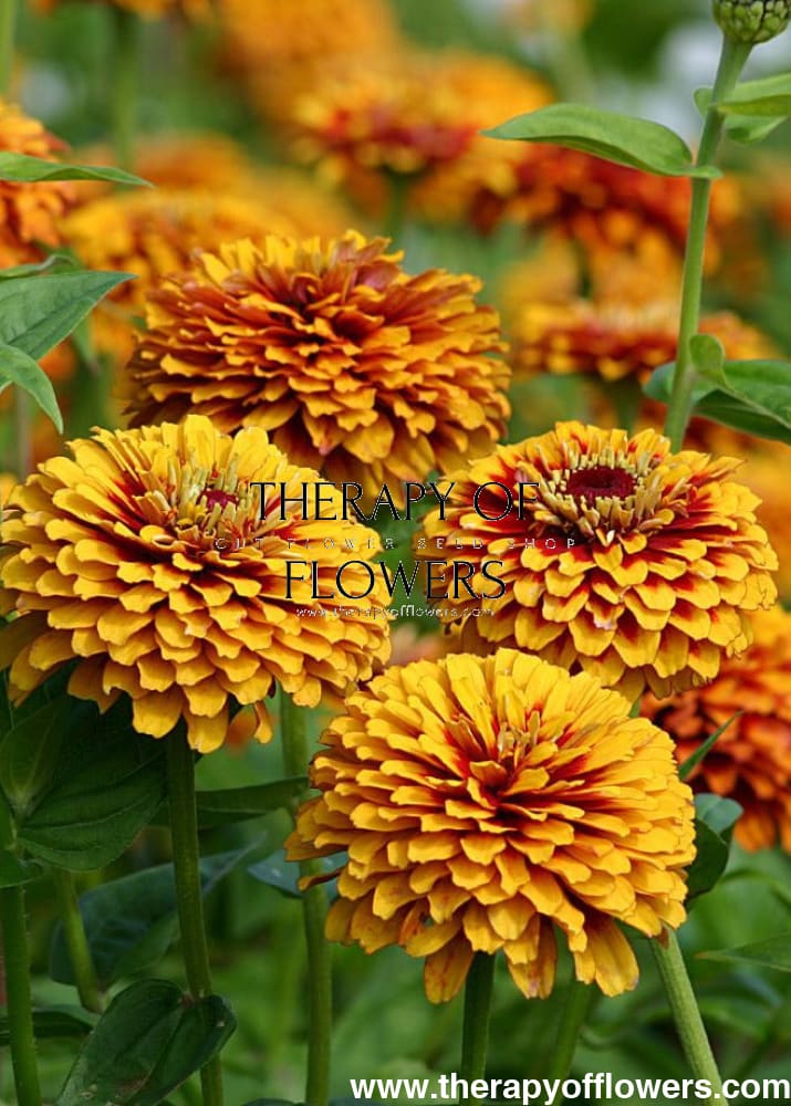 Zinnia elegans Macarenia | Bicolor Zinnia therapyofflowers.com