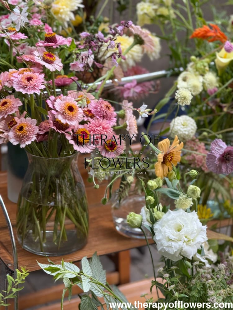 Zinnia elegans Zinderella Lilac therapyofflowers.com