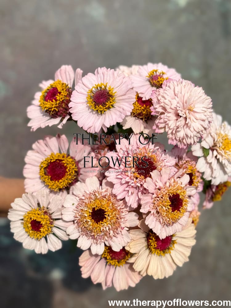 Zinnia elegans Zinderella Lilac therapyofflowers.com