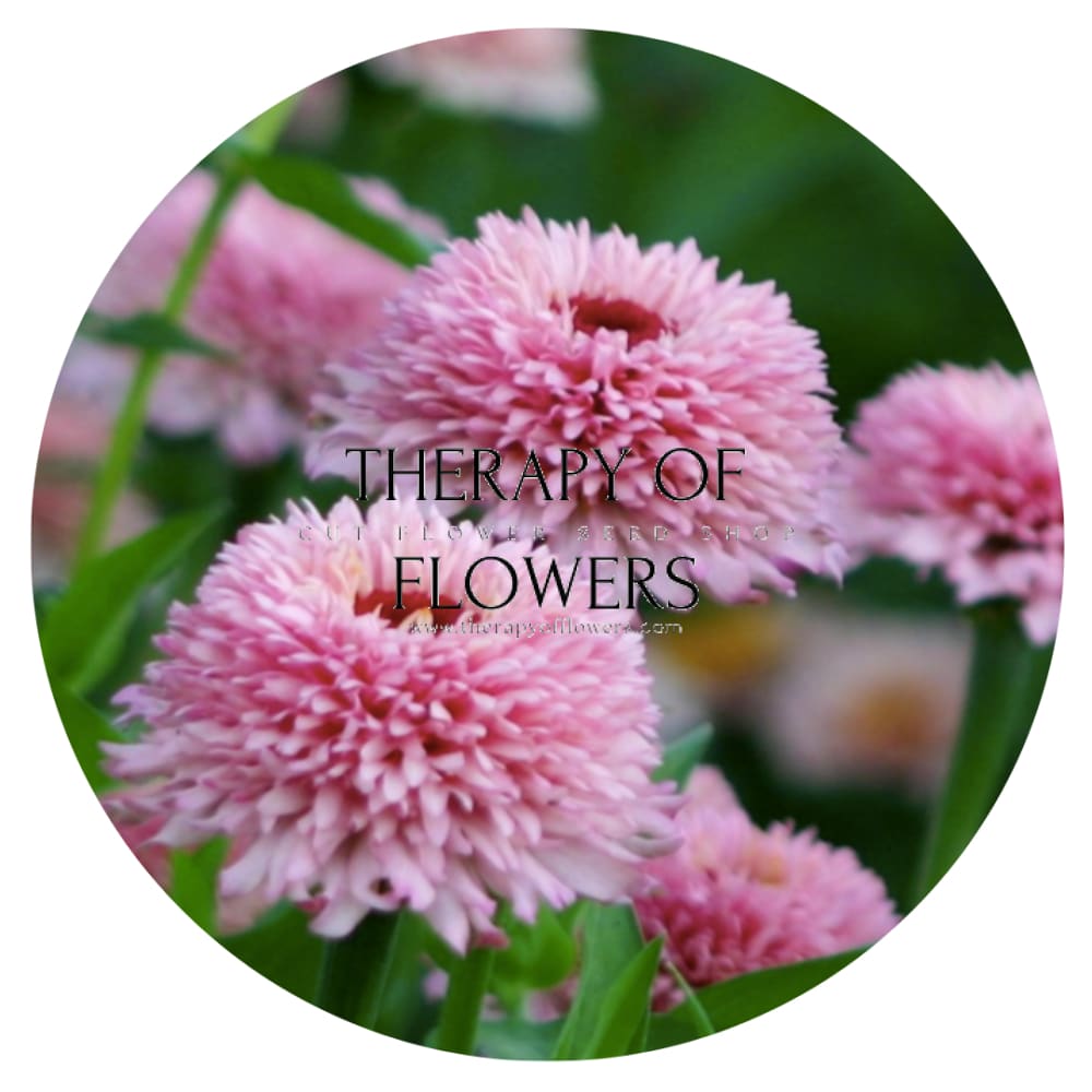 Zinnia elegans Zinderella Lilac therapyofflowers.com