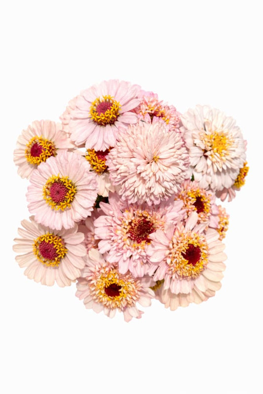 Zinnia elegans Zinderella Lilac | Scabiosa-Flowered Zinnia - 20 seeds - seeds