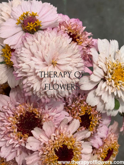 Zinnia elegans Zinderella Lilac therapyofflowers.com