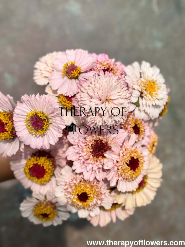 Zinnia elegans Zinderella Lilac therapyofflowers.com
