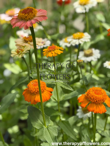 Zinnia elegans Zinderella Orange | Scabiosa-Flowered Zinnia therapyofflowers.com