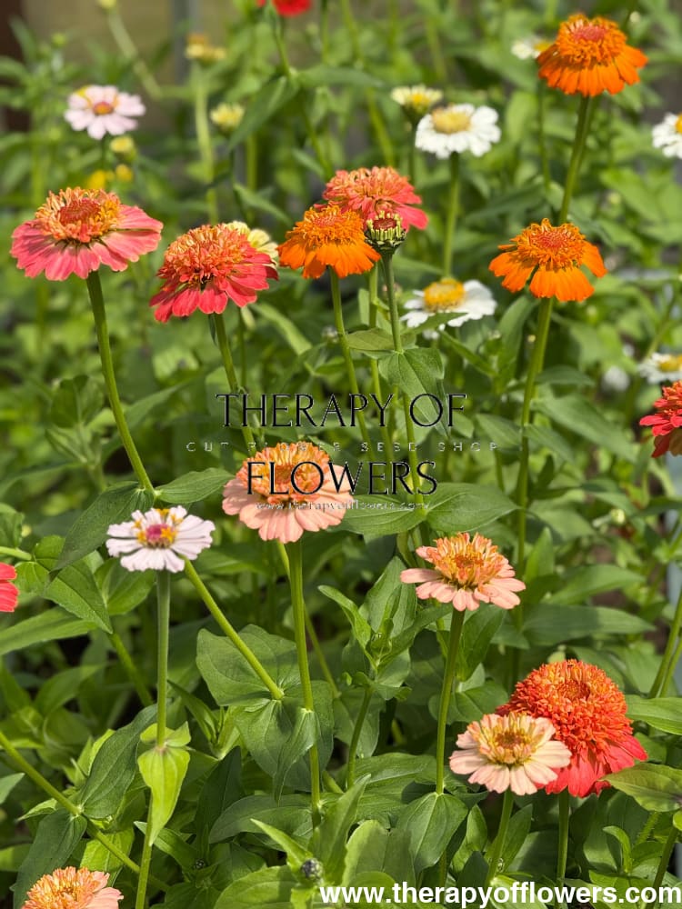 Zinnia elegans Zinderella Orange | Scabiosa-Flowered Zinnia therapyofflowers.com