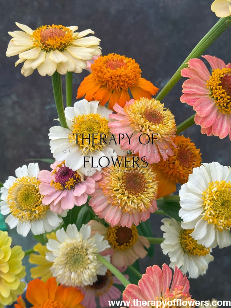 Zinnia elegans Zinderella Pastels therapyofflowers.com