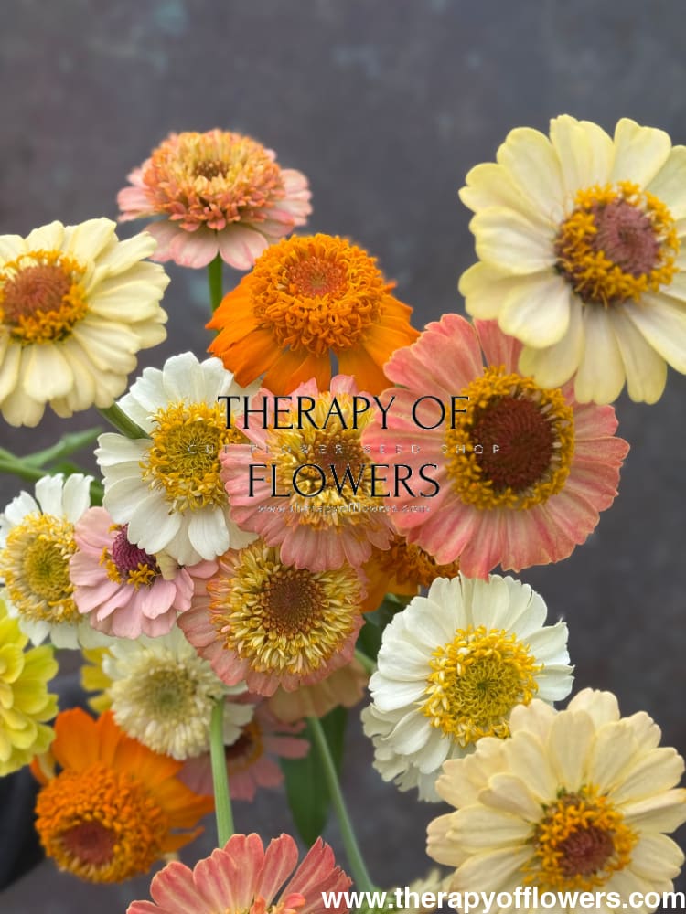 Zinnia elegans Zinderella Pastels therapyofflowers.com