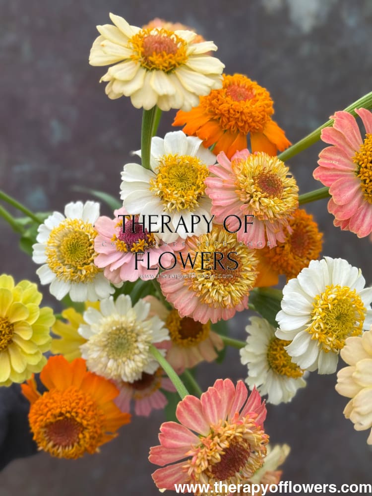 Zinnia elegans Zinderella Pastels therapyofflowers.com
