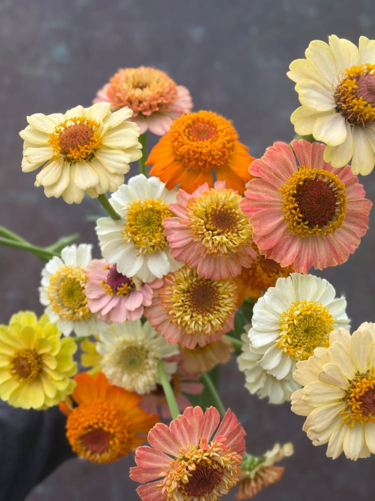 Zinnia elegans Zinderella Pastels therapyofflowers.com