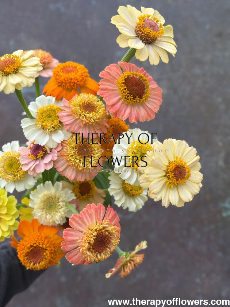 Zinnia elegans Zinderella Pastels therapyofflowers.com