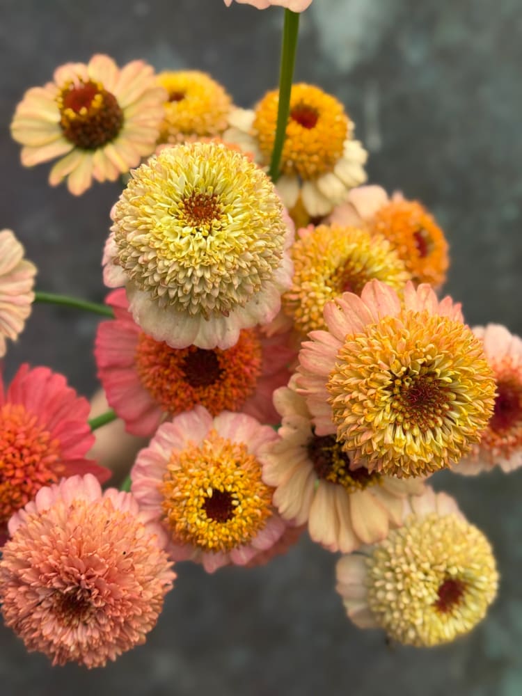 Zinnia elegans Zinderella Peach therapyofflowers.com